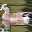 American Wigeon